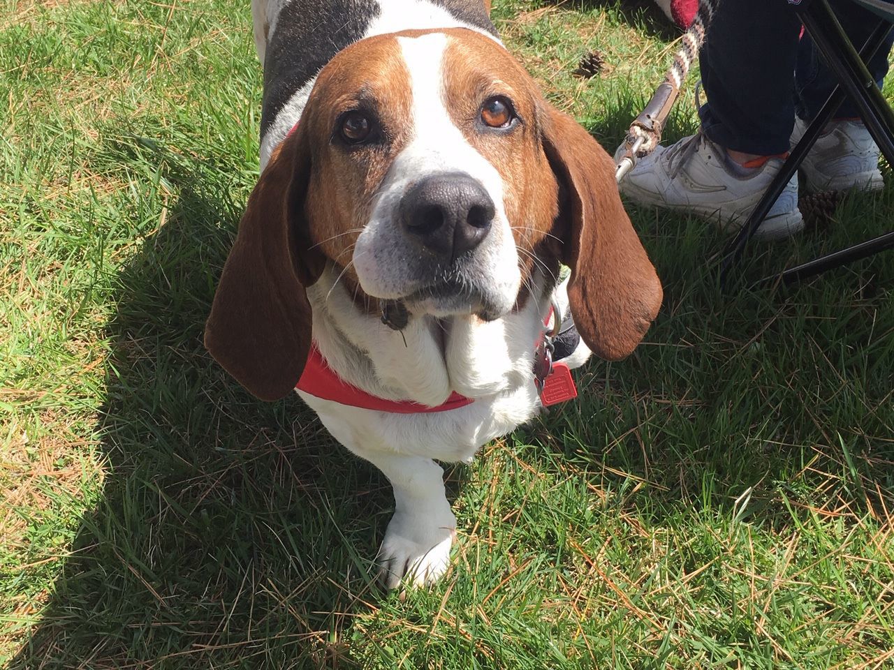 basset 7